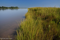 Đầm lầy nước mặn ven sông (Cỏ Cordgrass đầm lầy nước mặn - Loại cỏ Bulrush đầm lầy nước mặn) – CEGL006416 Đầm lầy nước mặn ven sông (Cỏ Cordgrass đầm lầy nước mặn - Loại cỏ Bulrush đầm lầy nước mặn) – CEGL006416
