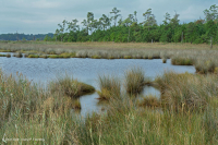 Đầm lầy muối Black Needlerush – CEGL004186 Đầm lầy muối Black Needlerush – CEGL004186