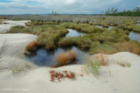 Đầm lầy mặn cao – CEGL004197 Đầm lầy mặn cao – CEGL004197