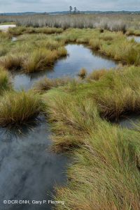 Đầm lầy mặn cao – CEGL004197 Đầm lầy mặn cao – CEGL004197