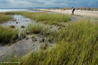 Đầm lầy mặn thấp (Loại cỏ Cordgrass đầm lầy mặn) – CEGL004192 Đầm lầy mặn thấp (Loại cỏ Cordgrass đầm lầy mặn) – CEGL004192