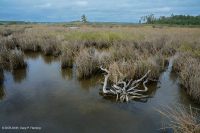 Khu phức hợp đầm lầy nước mặn Khu phức hợp đầm lầy nước mặn