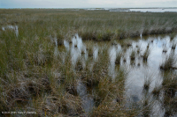 Đầm lầy muối Black Needlerush – CEGL004186 Đầm lầy muối Black Needlerush – CEGL004186