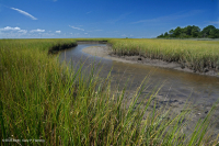 Đầm lầy mặn thấp (Loại cỏ Cordgrass đầm lầy mặn) – CEGL004192 Đầm lầy mặn thấp (Loại cỏ Cordgrass đầm lầy mặn) – CEGL004192