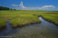Đầm lầy mặn thấp (Loại cỏ Cordgrass đầm lầy mặn) – CEGL004192 Đầm lầy mặn thấp (Loại cỏ Cordgrass đầm lầy mặn) – CEGL004192