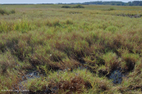 Đầm lầy mặn cao – CEGL004197 Đầm lầy mặn cao – CEGL004197