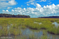 Đầm lầy nước mặn ven sông (Cỏ Cordgrass đầm lầy nước mặn - Loại cỏ Bulrush đầm lầy nước mặn) – CEGL006416 Đầm lầy nước mặn ven sông (Cỏ Cordgrass đầm lầy nước mặn - Loại cỏ Bulrush đầm lầy nước mặn) – CEGL006416