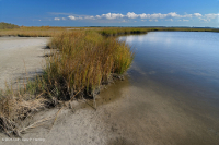 Đầm lầy mặn thấp (Loại cỏ Cordgrass đầm lầy mặn) – CEGL004192 Đầm lầy mặn thấp (Loại cỏ Cordgrass đầm lầy mặn) – CEGL004192