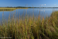 Đầm lầy mặn thấp (Loại cỏ Cordgrass đầm lầy mặn) – CEGL004192 Đầm lầy mặn thấp (Loại cỏ Cordgrass đầm lầy mặn) – CEGL004192