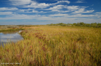 Đầm lầy mặn thấp (Loại chảo muối) – CEGL006586 Đầm lầy mặn thấp (Loại chảo muối) – CEGL006586