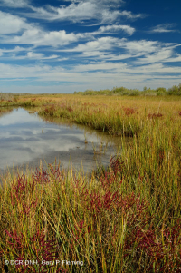 Đầm lầy mặn thấp (Loại chảo muối) – CEGL006586 Đầm lầy mặn thấp (Loại chảo muối) – CEGL006586