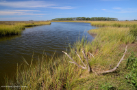 Đầm lầy mặn thấp (Loại cỏ Cordgrass đầm lầy mặn) – CEGL004192 Đầm lầy mặn thấp (Loại cỏ Cordgrass đầm lầy mặn) – CEGL004192
