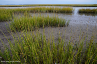 Đầm lầy mặn thấp (Loại cỏ Cordgrass đầm lầy mặn) – CEGL004192 Đầm lầy mặn thấp (Loại cỏ Cordgrass đầm lầy mặn) – CEGL004192