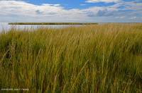 Đầm lầy mặn thấp (Loại cỏ Cordgrass đầm lầy mặn) – CEGL004192 Đầm lầy mặn thấp (Loại cỏ Cordgrass đầm lầy mặn) – CEGL004192