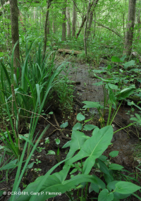 Đầm lầy gỗ cứng thủy triều nước ngọt – CEGL006287