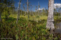 Đầm lầy gỗ cứng thủy triều nước ngọt – CEGL006287