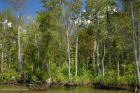 Đầm lầy gỗ cứng thủy triều nước ngọt – CEGL006287