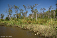 Đầm lầy gỗ cứng thủy triều nước ngọt – CEGL006287
