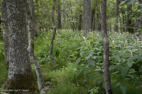 Đầm lầy gỗ cứng thủy triều nước ngọt – CEGL006287