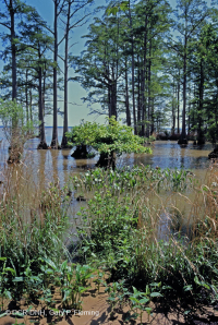 Rừng bách hói thủy triều ven biển phía Bắc – CEGL006850