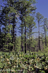 Rừng bách hói thủy triều ven biển phía Bắc – CEGL006850