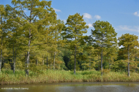 Rừng bách hói thủy triều ven biển phía Bắc - CEGL006850