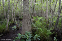 Wind-Tidal Tupelo - Bald Cypress Swamp - CEGL004651