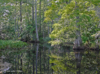 Tupelo gió-thủy triều - Đầm lầy Bald Cypress – CEGL004651<br />
 