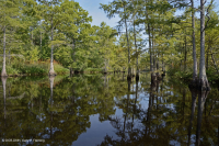 Wind-Tidal Tupelo - Bald Cypress Swamp - CEGL004651