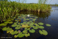 Lớp nước ngọt thủy triều / Oligohaline (Loại rong sừng thông thường) - CEGL004661