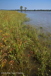 Bờ sông thủy triều năng lượng cao (Loại bãi bùn Arrow-Arum - Bulrush) - CEGL006578 Bờ sông thủy triều năng lượng cao (Loại bãi bùn Arrow-Arum - Bulrush) - CEGL006578