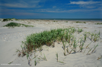 Bãi biển phía trên Bắc Đại Tây Dương / Overwash Flat - CEGL004400<br />
Bãi biển phía trên Bắc Đại Tây Dương / Overwash Flat - CEGL004400<br />