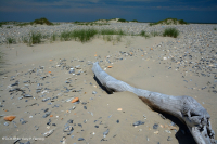 Bãi biển phía trên Bắc Đại Tây Dương / Overwash Flat - CEGL004400 Bãi biển phía trên Bắc Đại Tây Dương / Overwash Flat - CEGL004400