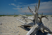 Bãi biển phía trên Bắc Đại Tây Dương / Overwash Flat - CEGL004400 Bãi biển phía trên Bắc Đại Tây Dương / Overwash Flat - CEGL004400