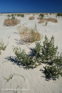 Bãi biển phía trên Bắc Đại Tây Dương / Overwash Flat - CEGL004400 Bãi biển phía trên Bắc Đại Tây Dương / Overwash Flat - CEGL004400