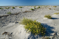 Bãi biển phía trên Bắc Đại Tây Dương / Overwash Flat - CEGL004400 Bãi biển phía trên Bắc Đại Tây Dương / Overwash Flat - CEGL004400