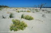 Bãi biển phía trên Bắc Đại Tây Dương / Overwash Flat - CEGL004400 Bãi biển phía trên Bắc Đại Tây Dương / Overwash Flat - CEGL004400