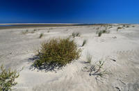 Bãi biển phía trên Bắc Đại Tây Dương / Overwash Flat - CEGL004400 Bãi biển phía trên Bắc Đại Tây Dương / Overwash Flat - CEGL004400