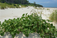 Bãi biển phía trên Bắc Đại Tây Dương / Overwash Flat - CEGL004400 Bãi biển phía trên Bắc Đại Tây Dương / Overwash Flat - CEGL004400