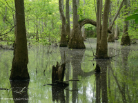 Bald Cypress - Đầm lầy nước nâu Tupelo – CEGL007431 Bald Cypress - Đầm lầy nước nâu Tupelo – CEGL007431