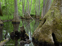 Bald Cypress - Đầm lầy nước nâu Tupelo – CEGL007431 Bald Cypress - Đầm lầy nước nâu Tupelo – CEGL007431