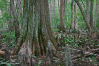 Bald Cypress - Đầm lầy nước nâu Tupelo – CEGL007431 Bald Cypress - Đầm lầy nước nâu Tupelo – CEGL007431