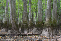 Bald Cypress - Đầm lầy nước nâu Tupelo – CEGL007431 Bald Cypress - Đầm lầy nước nâu Tupelo – CEGL007431