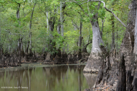 Bald Cypress - Đầm lầy nước nâu Tupelo – CEGL007431 Bald Cypress - Đầm lầy nước nâu Tupelo – CEGL007431