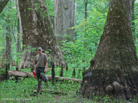 Bald Cypress - Đầm lầy nước nâu Tupelo – CEGL007431 Bald Cypress - Đầm lầy nước nâu Tupelo – CEGL007431