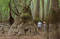 Bald Cypress - Đầm lầy nước nâu Tupelo – CEGL007431 Bald Cypress - Đầm lầy nước nâu Tupelo – CEGL007431