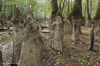 Bald Cypress - Đầm lầy nước nâu Tupelo – CEGL007431 Bald Cypress - Đầm lầy nước nâu Tupelo – CEGL007431