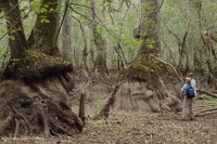 Bald Cypress - Đầm lầy nước nâu Tupelo – CEGL007431 Bald Cypress - Đầm lầy nước nâu Tupelo – CEGL007431