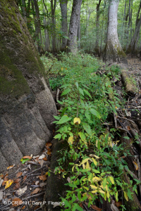 Bald Cypress - Đầm lầy nước nâu Tupelo – CEGL007431 Bald Cypress - Đầm lầy nước nâu Tupelo – CEGL007431
