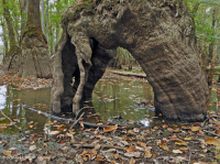 Bald Cypress - Đầm lầy nước nâu Tupelo – CEGL007431 Bald Cypress - Đầm lầy nước nâu Tupelo – CEGL007431